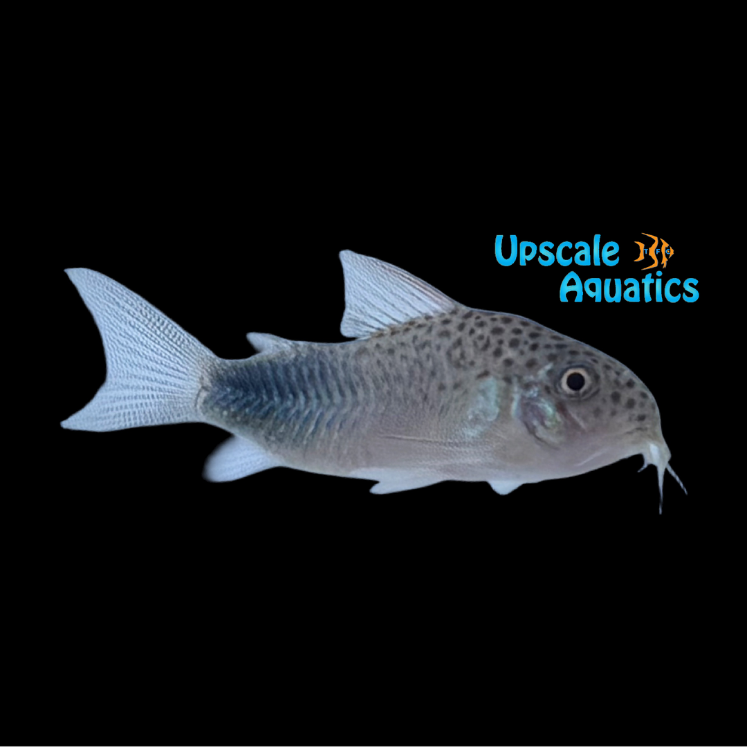 Similis Cory (Corydoras similis)