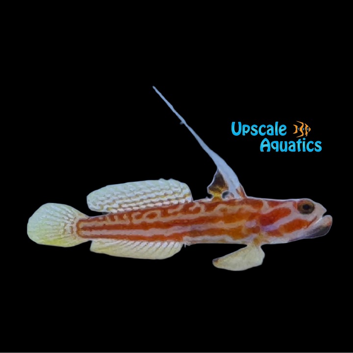 Yasha White Ray Shrimp Goby - Captive Bred (Stonogobiops yasha)