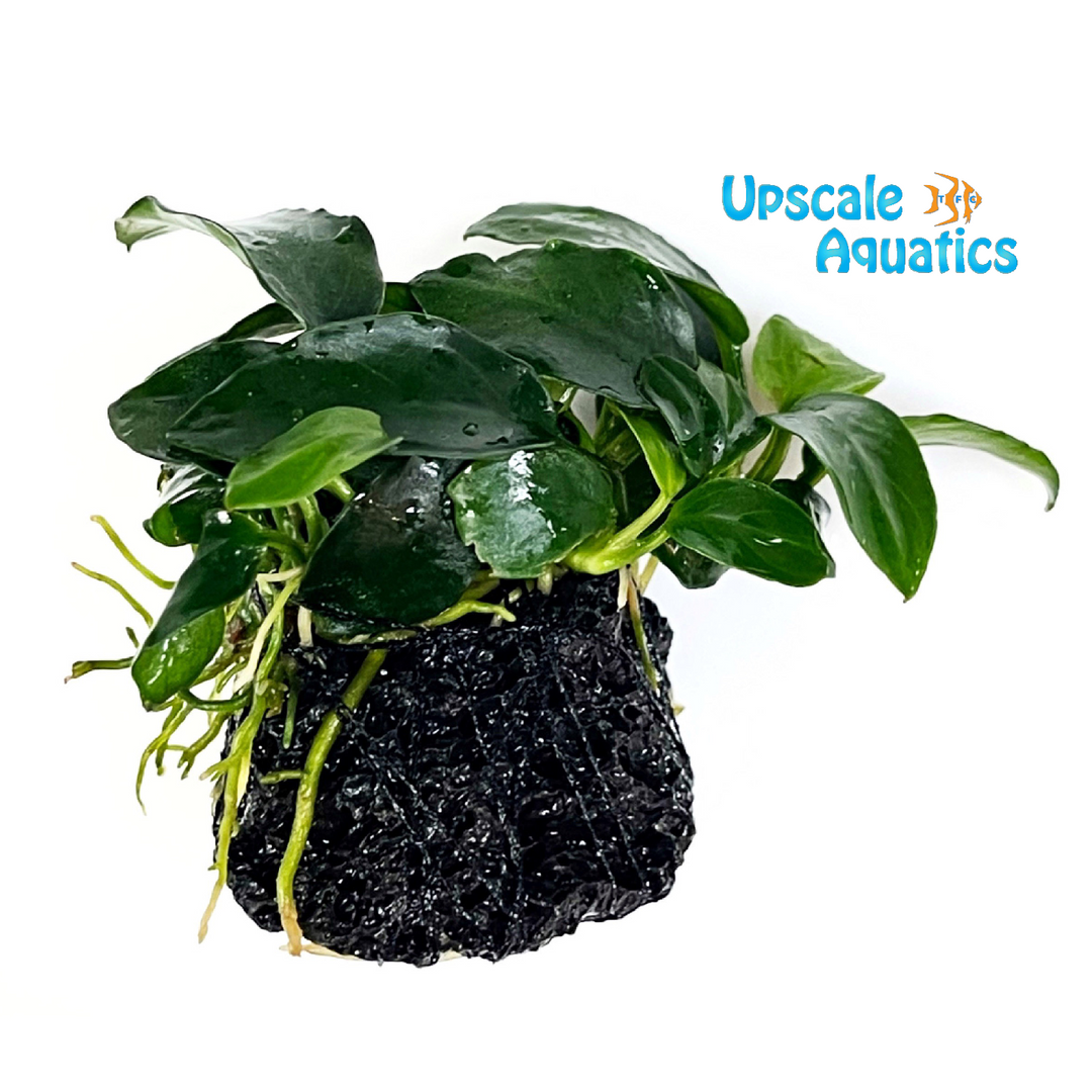 Petite Anubias (Anubias nana petite)