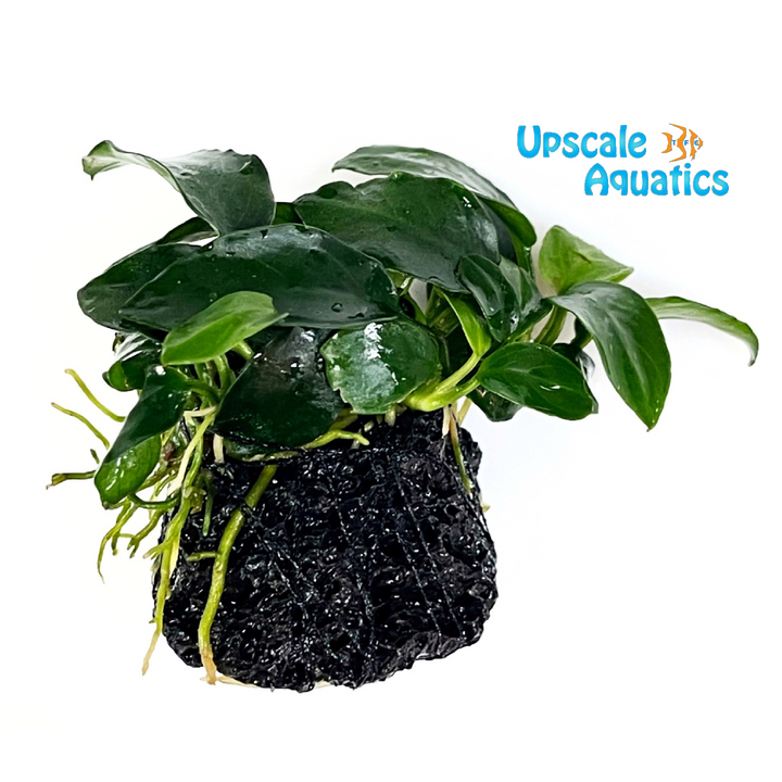 Petite Anubias (Anubias nana petite)