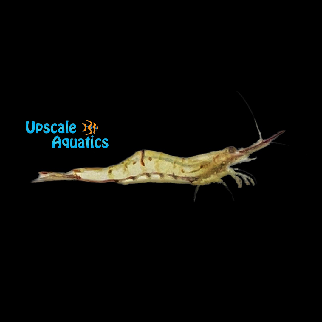 Pinocchio Shrimp (Caridina gracilirostris)