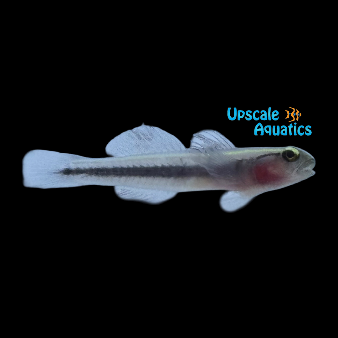 Yellow Stripe Goby - Captive Bred (Elacatinus horsti)