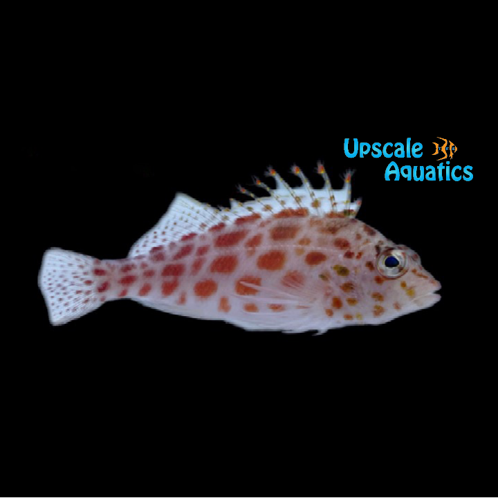 Pixy 'Spotted Coral' Hawkfish (Cirrhitichthys oxycephalus)