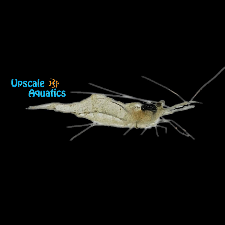 Ghost Shrimp (Palaemonetes paludosus)