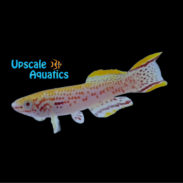 Albino Gardner's Killifish (Fundulopanchax gardneri albino)