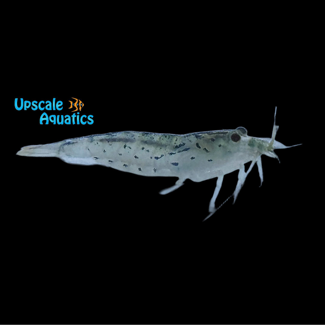 Green Lace Filter Shrimp (Atyopsis pilipes)