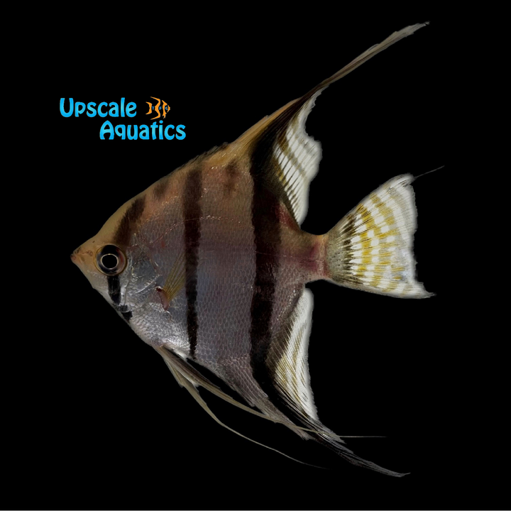 Santa Isabel Angelfish - Wild (Pterophyllum scalare)
