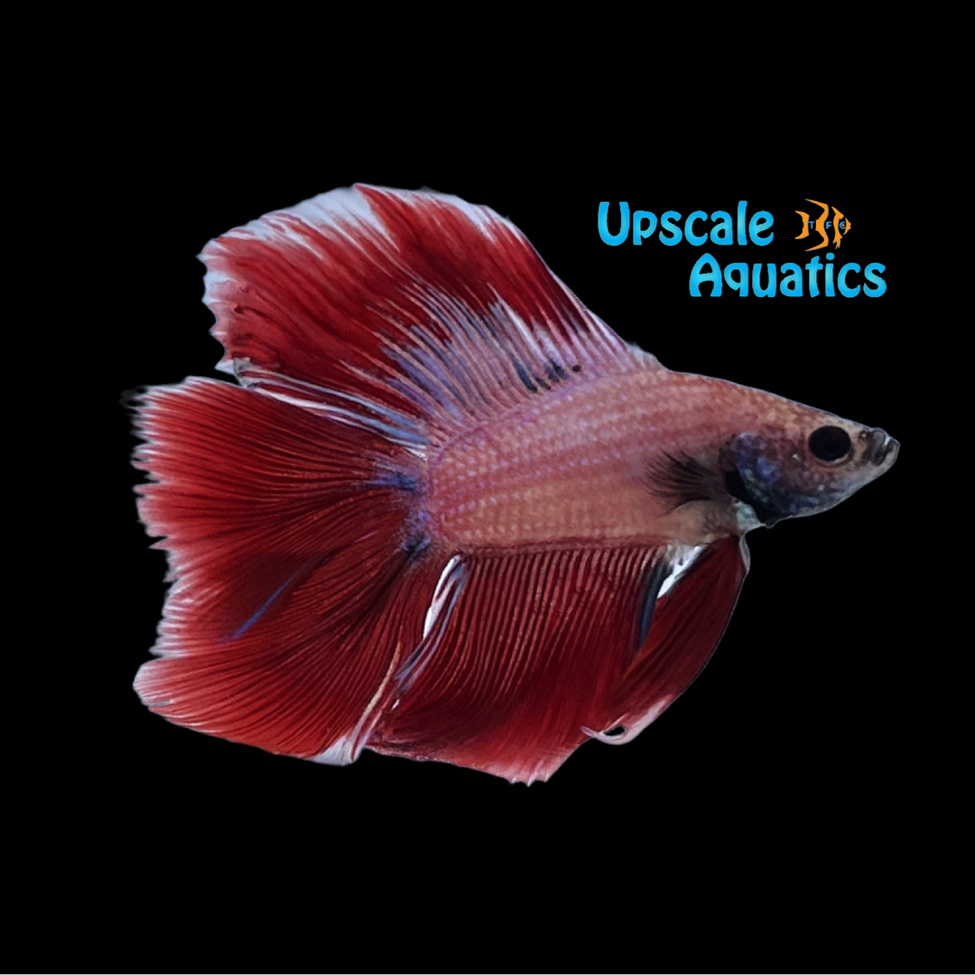 Twintail Halfmoon Betta - Male (Betta splendens)