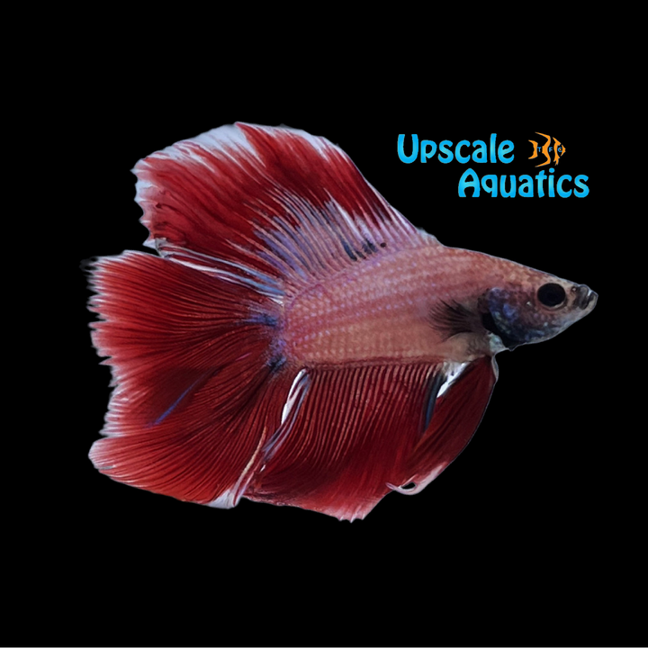 Twintail Halfmoon Betta - Male (Betta splendens)