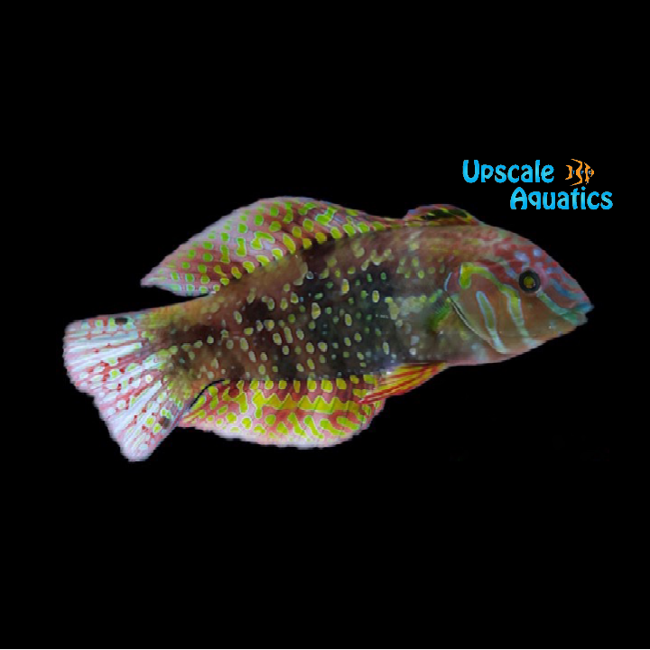 Finspot Wrasse (Xenojulis margaritacea)