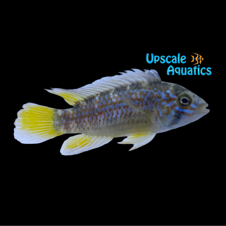 Apisto. Ortegai (Apistogramma sp. ortegai)