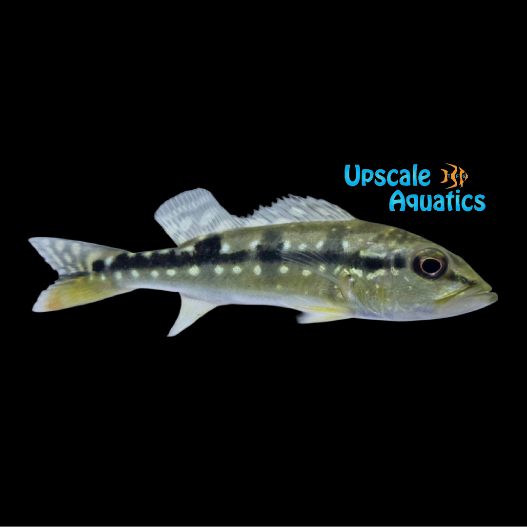 Pinima Peacock Bass (Cichla pinima)
