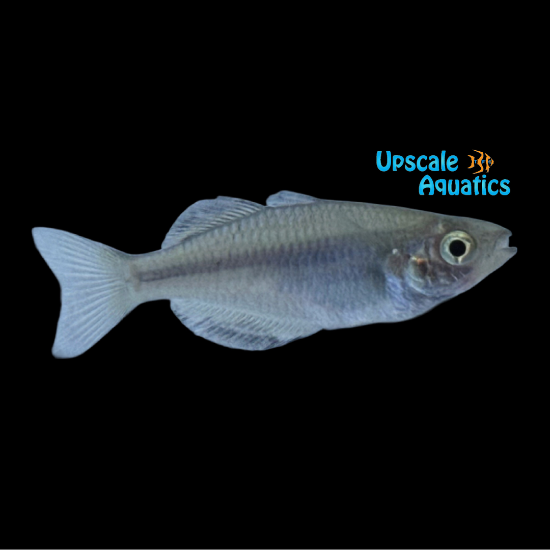 Synergos Rainbowfish (Melanotaenia synergos)