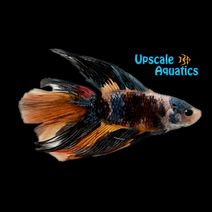 Koi Halfmoon Doubletail Betta - Male (Betta splendens)