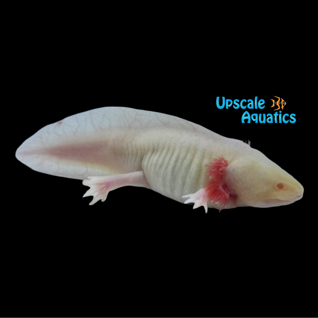 Albino Stubby Axolotl (Ambystoma mexicanum)