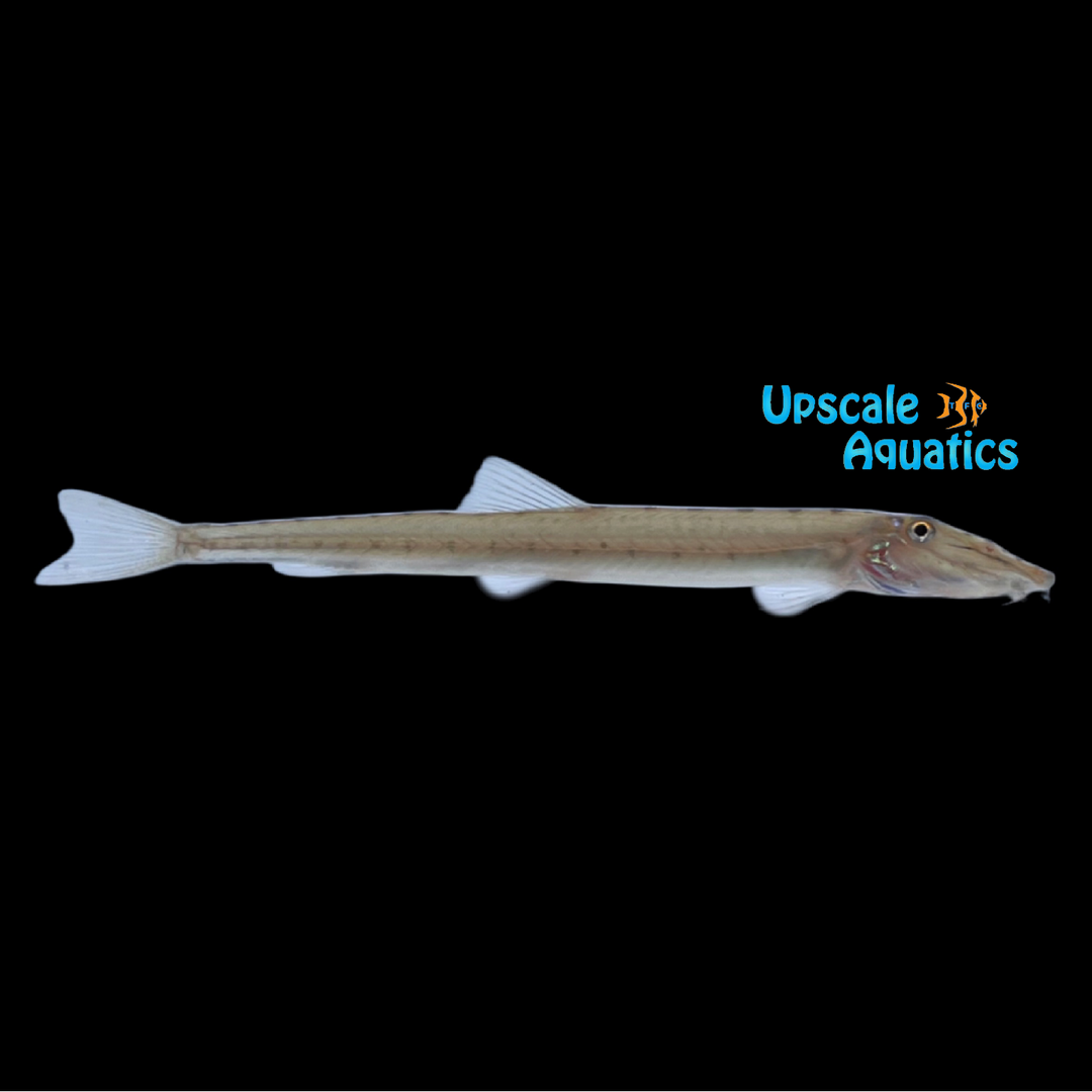 Horseface Loach (Acantopsis choirorhynchos)