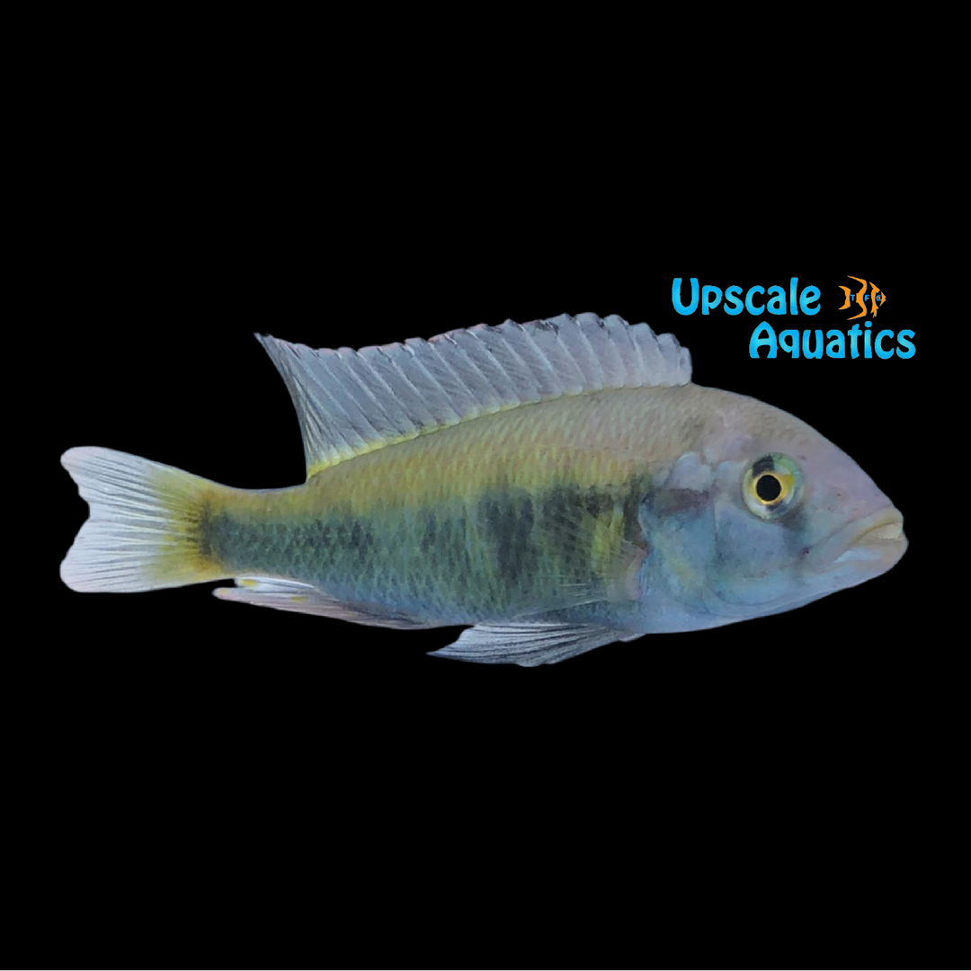 Haplochromis Microchrysomelas
