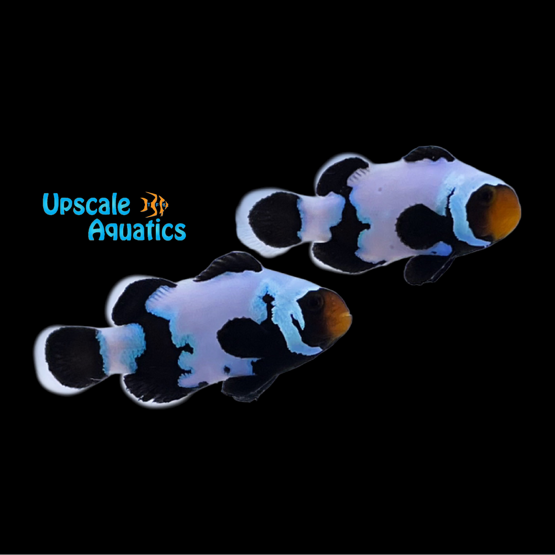 Extreme Black Snowflake Clownfish (Amphiprion ocellaris)