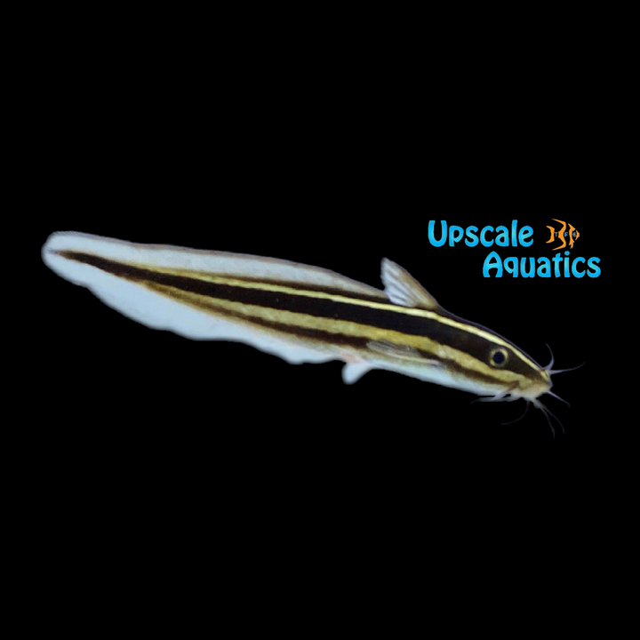 Marine Coral Catfish (Plotosus lineatus)