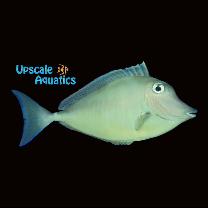 Humpback Unicorn Tang (Naso brachycentron)