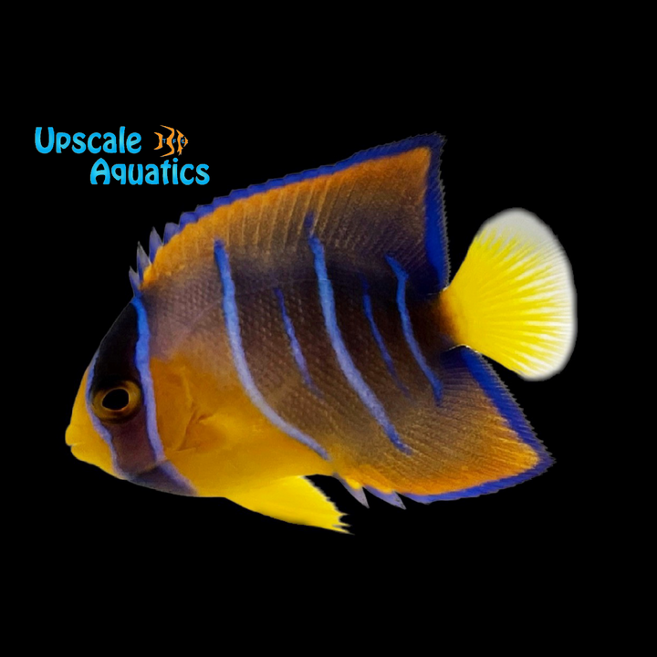 Queen Angelfish - Juvenile (Holcanthus ciliaris)
