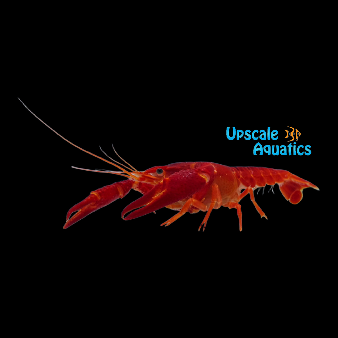 Extreme Red Lobster (Cherax holthuisi)