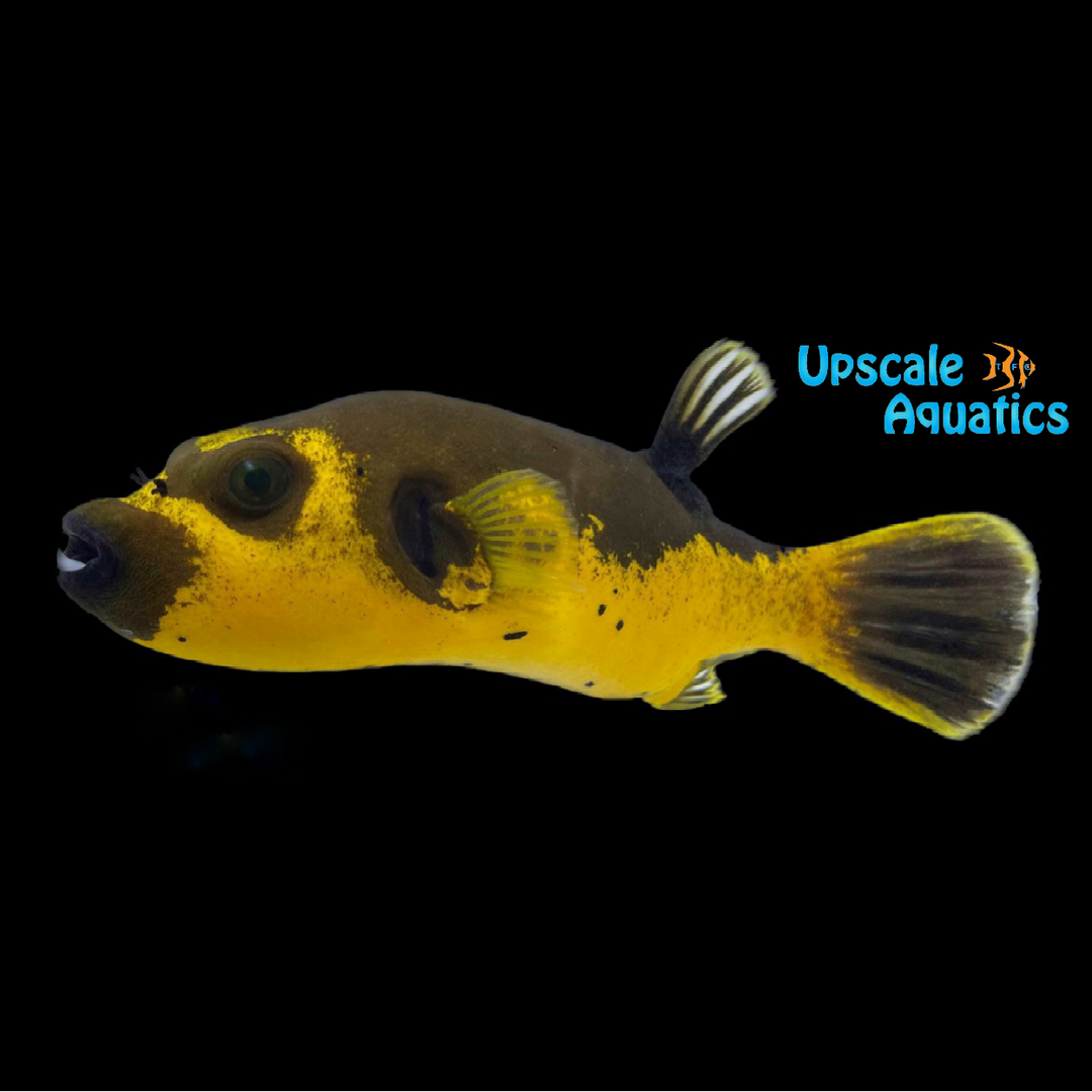 Golden Dogface Puffer (Arothron nigropunctatus)