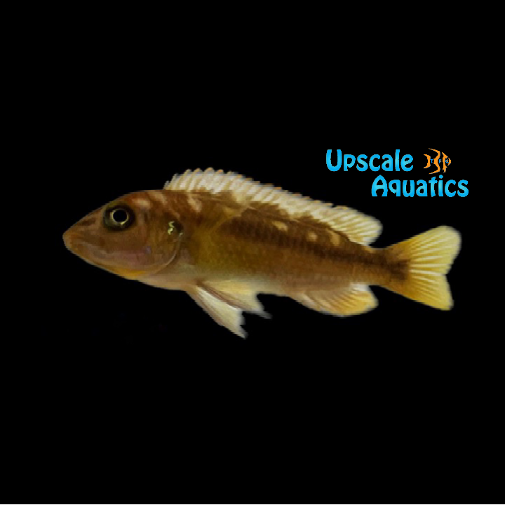 Melanochromis Baliodigma 'Masinje'