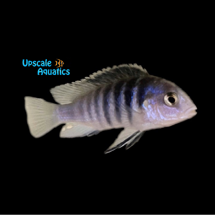 Chisumulae Lab (Labidochromis chisumulae)