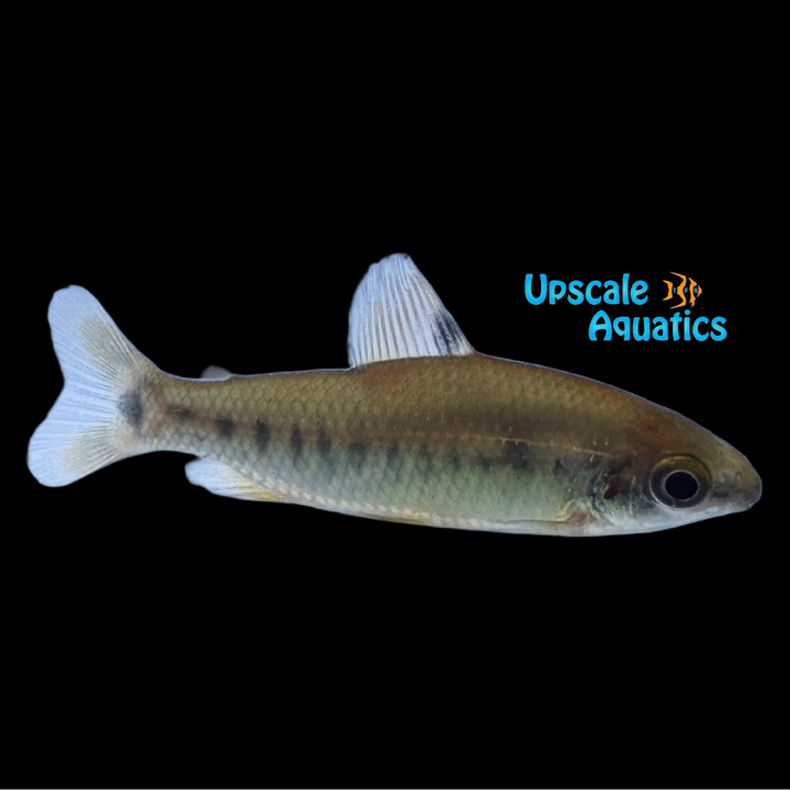 Dwarf Distichodus (Distichodus decemmaculatus)