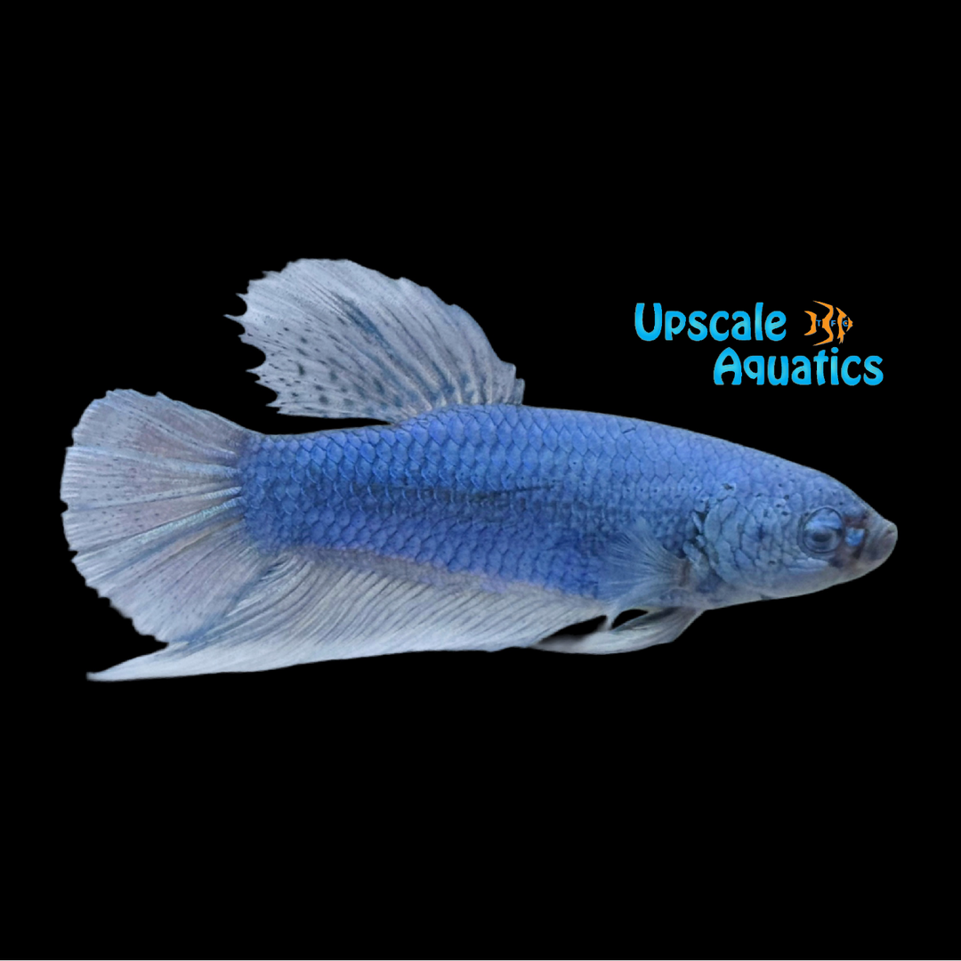 Giant Halfmoon Plakat Betta - Male (Betta splendens)