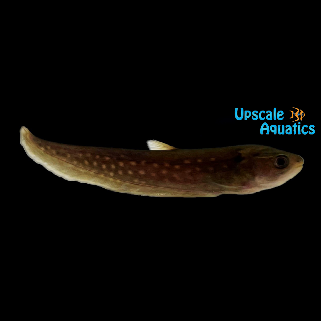 Gold Spotted Reticulated Knifefish (Papyrocranus afer)