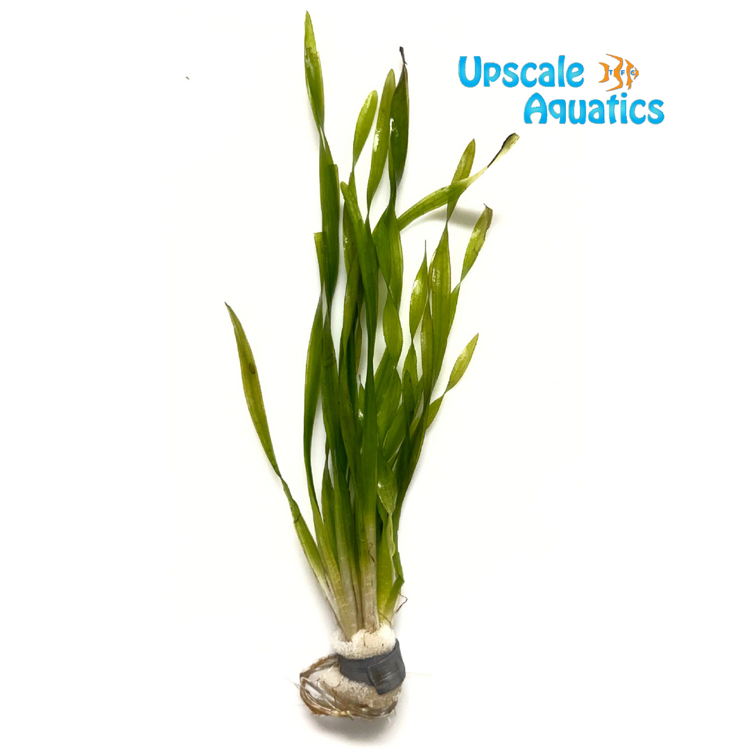 Tortifolia Val (Vallisneria spiralis 'Tortifolia')