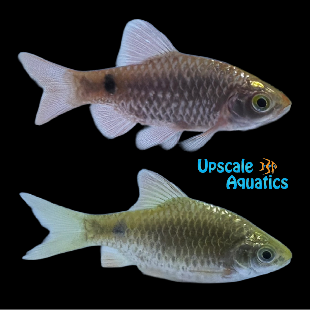 Glowlight Rosy Barb (Pethia conchonius)
