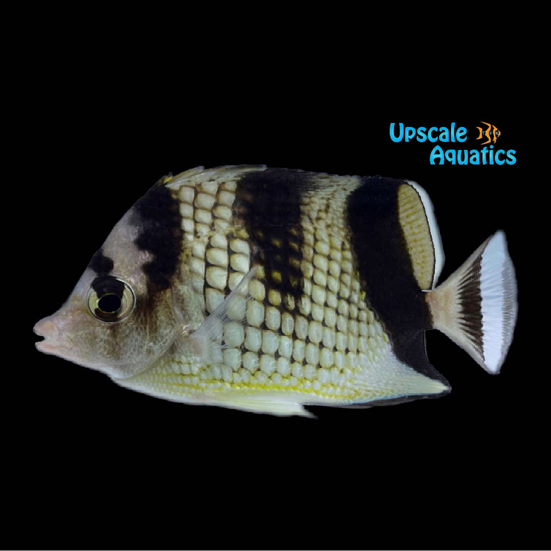 Black Pearlscale Butterflyfish (Chaetodon argentatus)