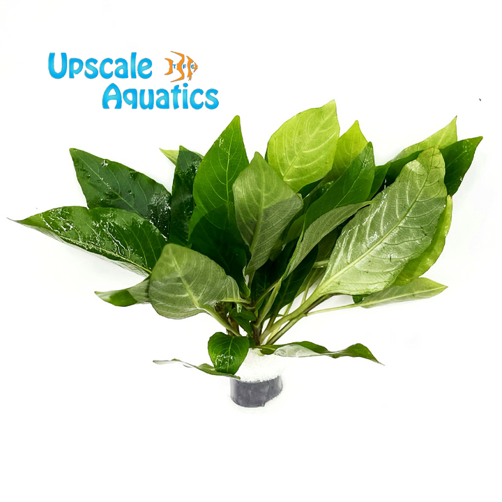 Dwarf Hygrophila Corymbosa Compact (Dwarf Nomaphila Siamensis)