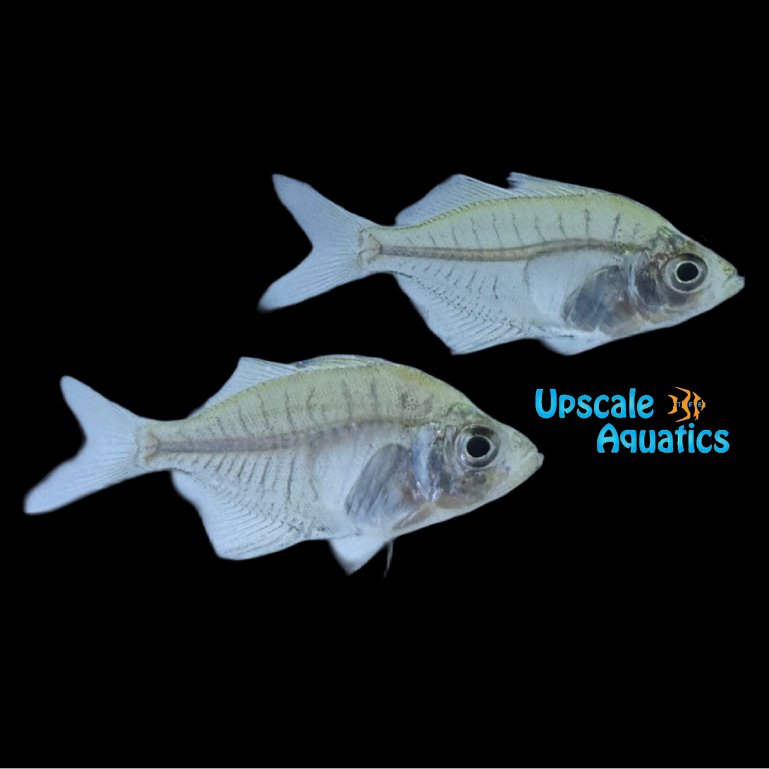 Siamese Glassfish (Parambassis siamensis)