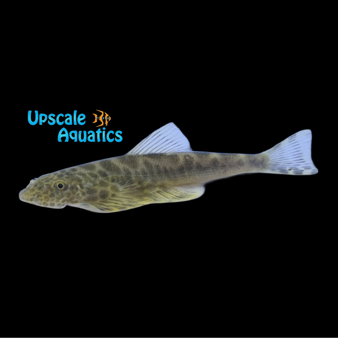Szechuan Giant Hillstream Loach (Sinogastromyzon szecshuanensis)