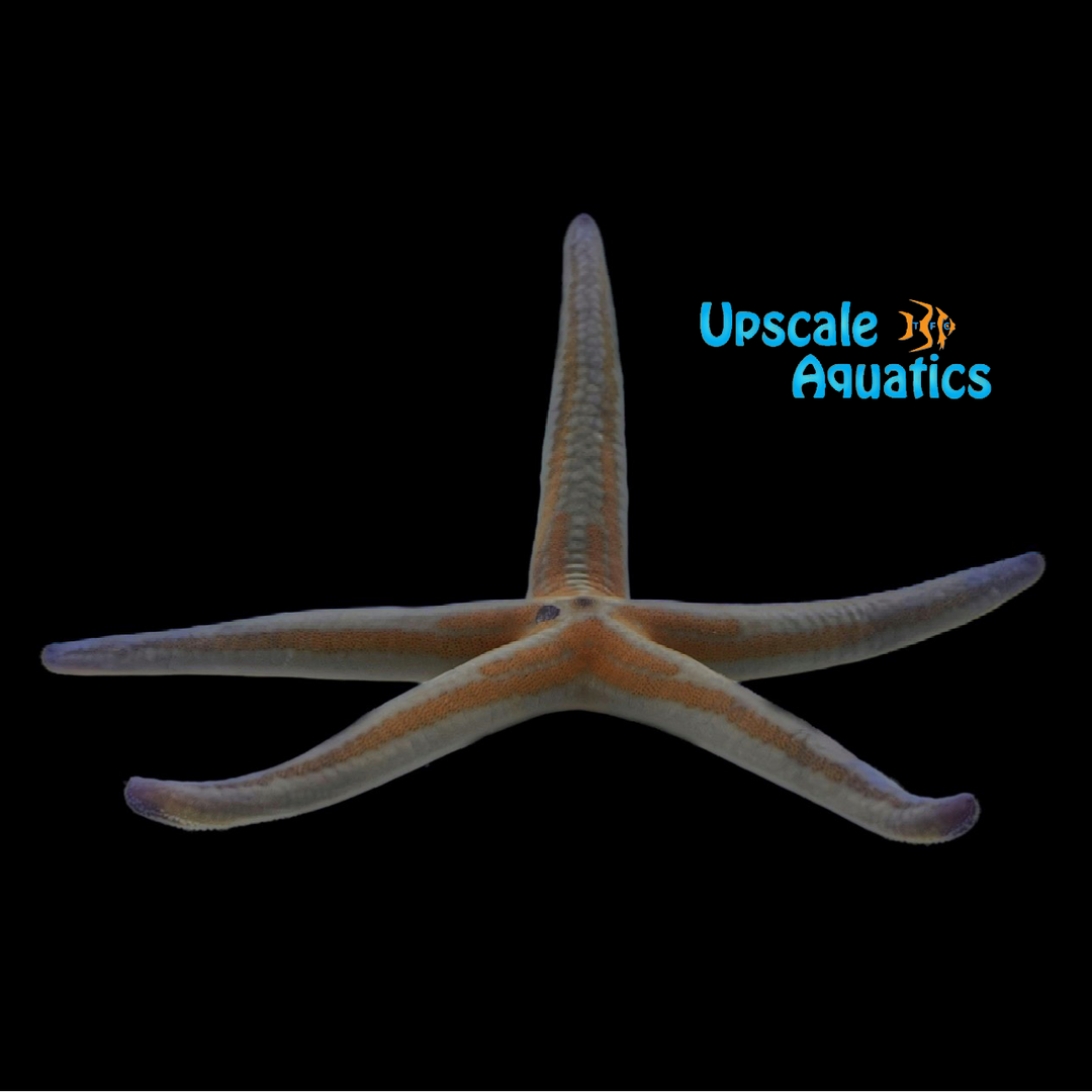 Phataria Starfish (Phataria unifascialis)