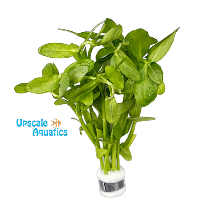 Giant Bacopa (Bacopa madagascariensis)