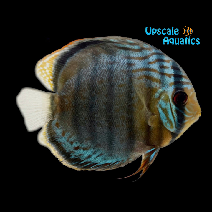 Tefe Green Discus - Wild (Symphysodon tarzoo)