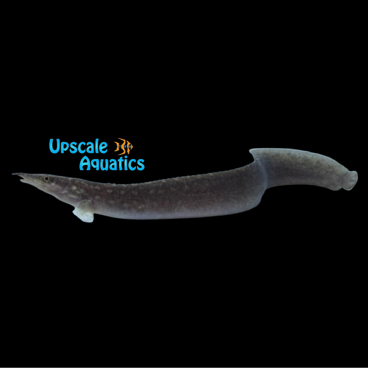 Singkarak Spiny Eel (Mastacembelus cf. Lake Singkarak)