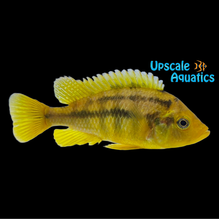 Rock Kribensis (Paralabidochromis sauvagei)