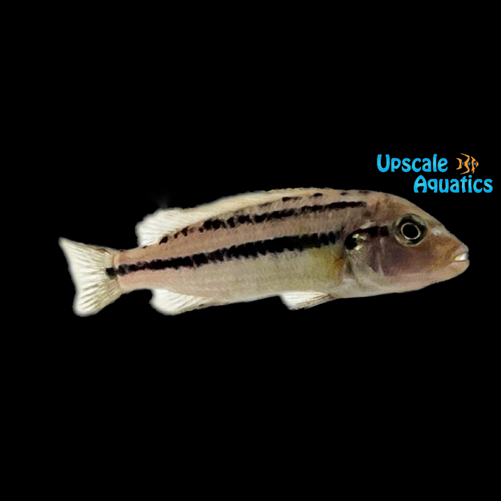 Melanochromis Heterochromis 'Mumbo Island'