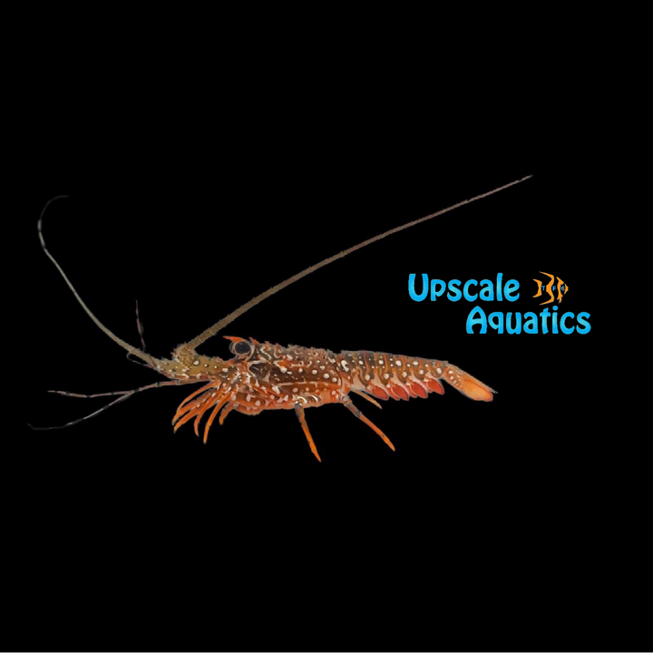 Spanish Lobster (Panulirus guttatus)