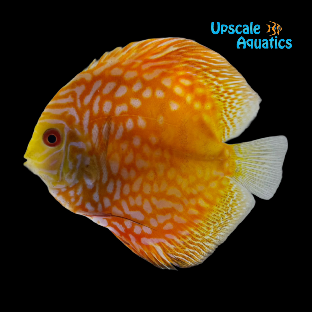 Checkerboard Pigeonblood Discus (Symphysodon aequifasciatus)