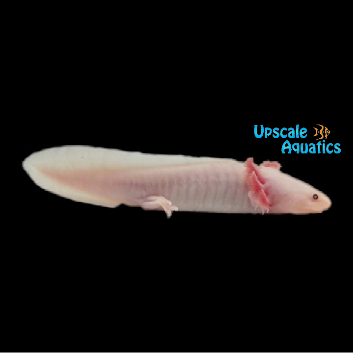 Leucistic Axolotl (Ambystoma mexicanum)