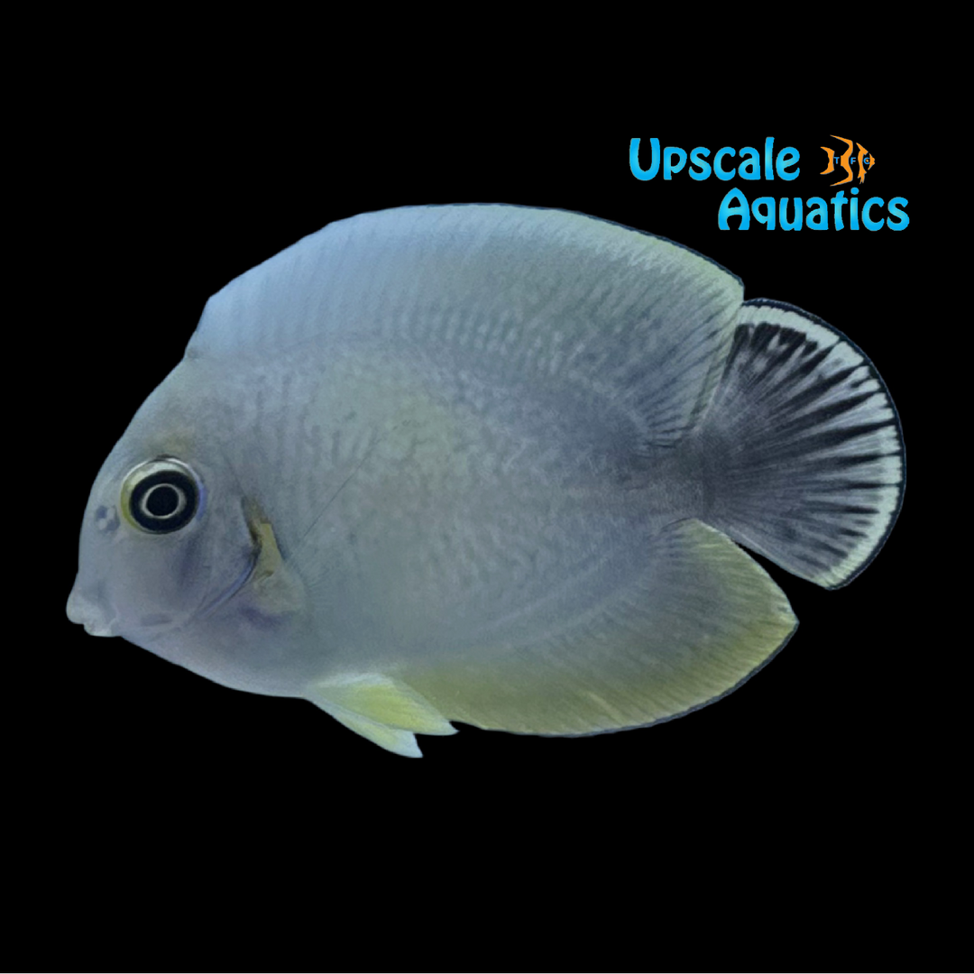 Hybrid Mimic Tang (Acanthurus sp.)