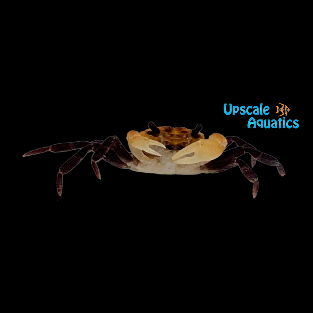Panda Crab (Geosesarma sp. 'Borneo')