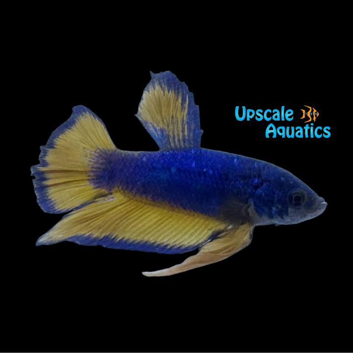 Blue Mustard Gas Plakat Betta - Male (Betta splendens)